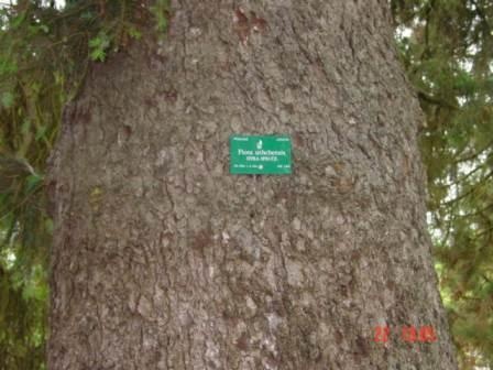 T11296 Picea sitchensis Sitka spruce Bark 2 Ballarat.jpg