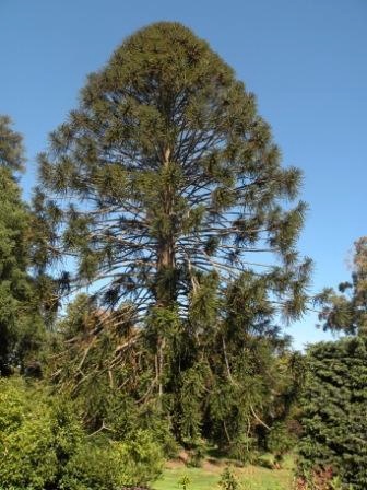 T11296 Picea sitchensis