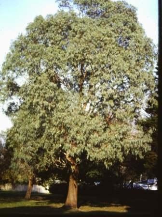 T11543 Eucalyptus camaldulensis