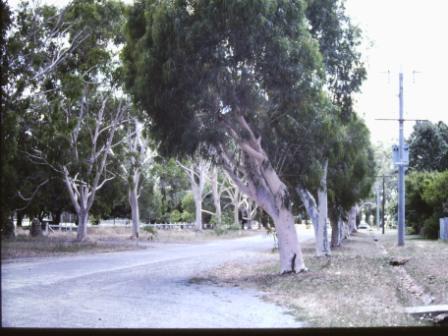 T11543 Eucalyptus camaldulensis