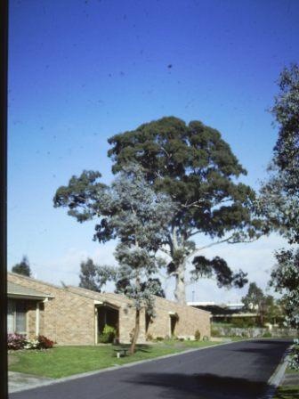 T11543 Eucalyptus camaldulensis