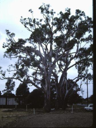 T11544 Eucalyptus camalduensis