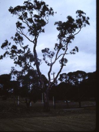 T11544 Eucalyptus camalduensis