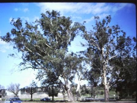 T11545 Eucalyptus camaldulensis