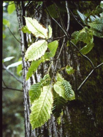 T11641 Castanea sativa aureo-marginata