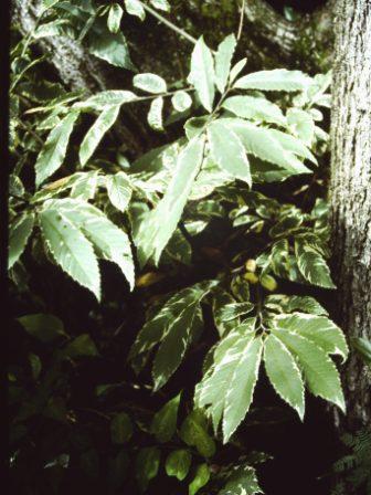 T11641 Castanea sativa aureo-marginata