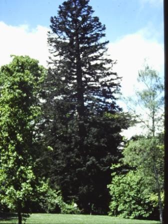 T11653 Abies procera