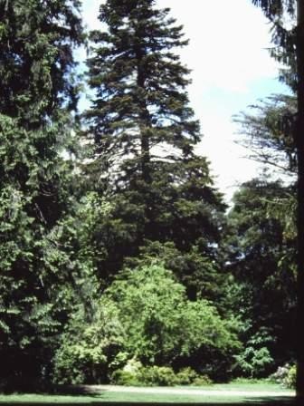 T11653 Abies procera