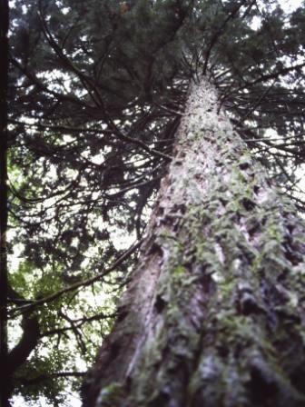 T11672 Sequoiadendron giganteum