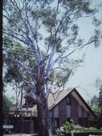T11735 Eucalyptus camaldlensis