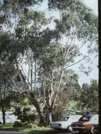 T11737 Eucalyptus x studleyensis
