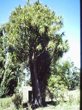 T11744 Quercus robur