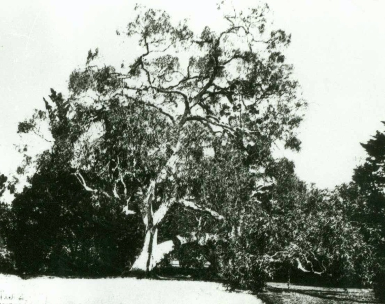 T11887 Eucalyptus camaldulensis