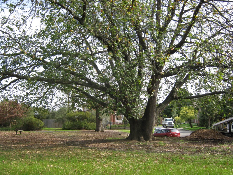 English Oak 2-4 Welling Park Drive Warranwood