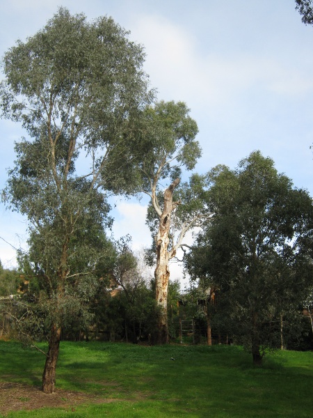 Candlebark Eucalyptus 76 Little John rd - tree 3.jpg