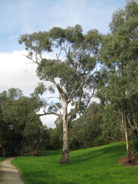 Candlebark Eucalyptus 76 Little John Rd - tree 2.jpg