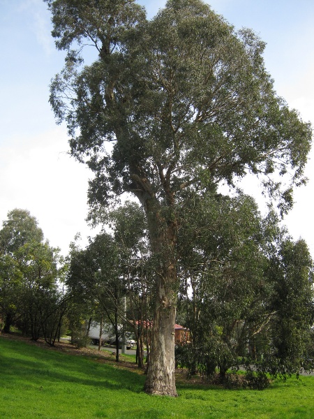 Candlebark Eucalyptus 76 Little john Rd tree 1.jpg