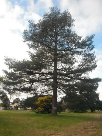 T11319 Pinus nigra var. corsicana
