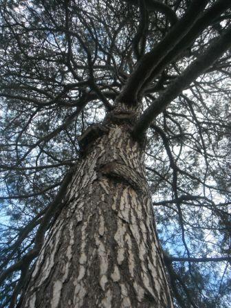 T11319 Pinus nigra var. corsicana Trunk