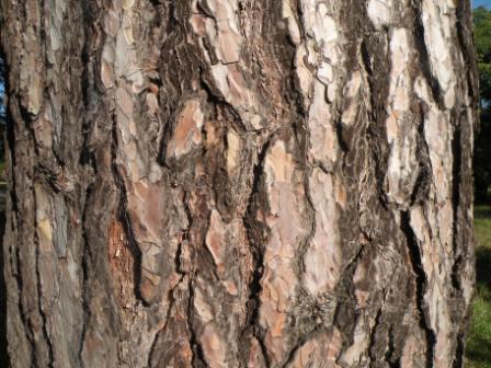 T11319 Pinus nigra var. corsicana Bark