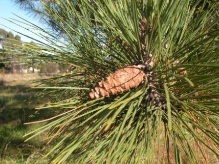 T11319 Pinus nigra var. corsicana Cone