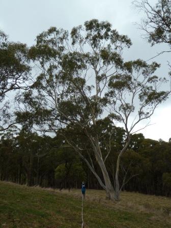 T11517 Eucalyptus pauciflora subsp. Pauciflora