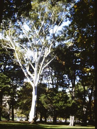 T11856 Eucalyptus grandis