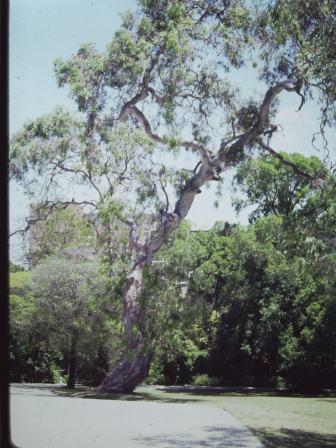 T11887 Eucalyptus camaldulensis