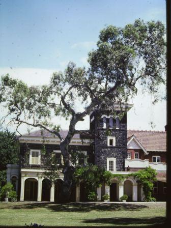 T11887 Eucalyptus camaldulensis