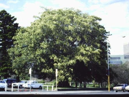 T11899 Ficus macrophylla