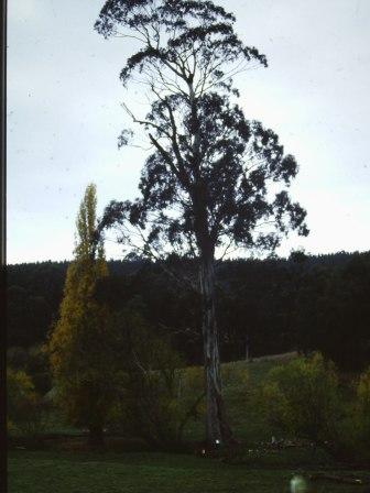 T11965 Eucalyptus globulus aff. bicostata