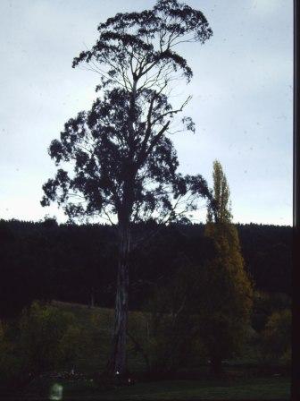 T11965 Eucalyptus globulus aff. bicostata