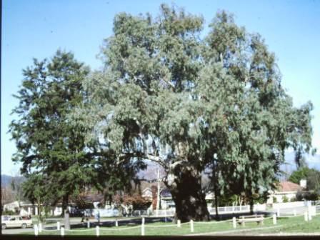 T11969 Eucalyptus camaldulensis