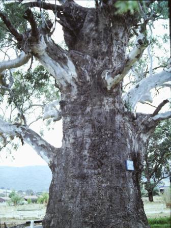 T11969 Eucalyptus camaldulensis