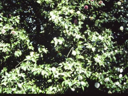 T11979 Camellia japonica 'Versicolour'