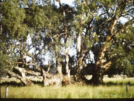 T12013 Eucalyptus camaldulensis