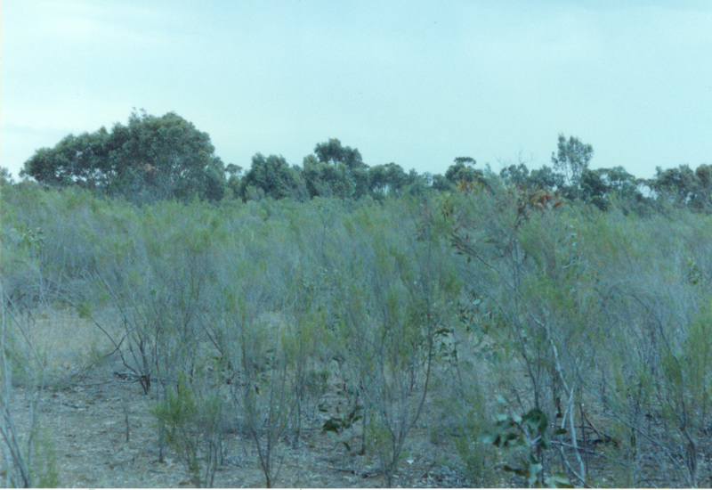 L10180 Long Forest Mallee