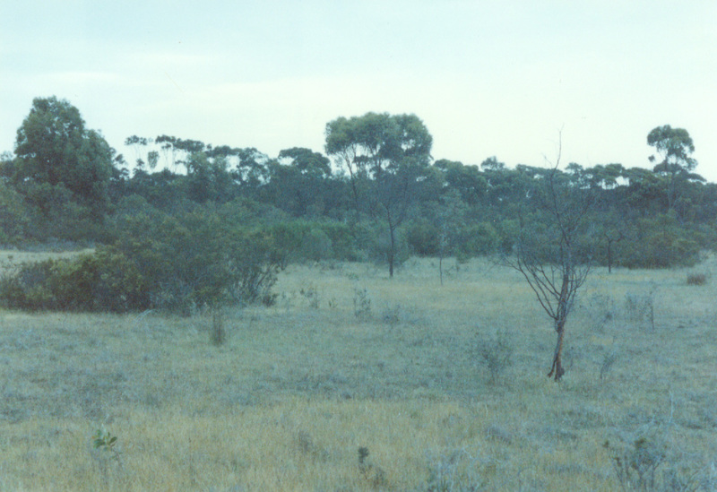 L10180 Long Forest Mallee
