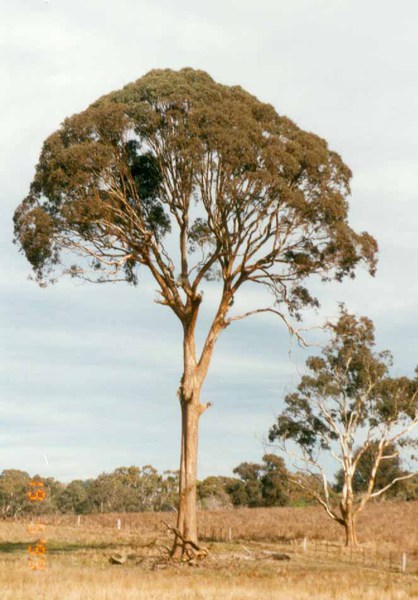T11839 Eucalyptus melliodora