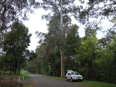 T11219 Eucalyptus regnans