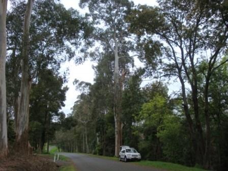 T11219 Eucalyptus regnans