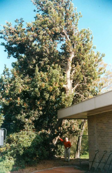 T12055 Banksia serrata
