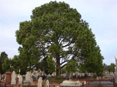 T11892 Pinus roxburghii
