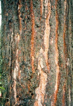 T12006 Pinus muricata