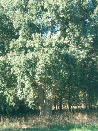 T12090 Quercus suber