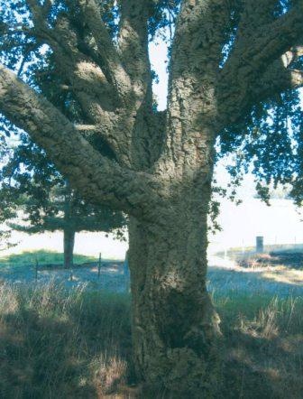 T12090 Quercus suber