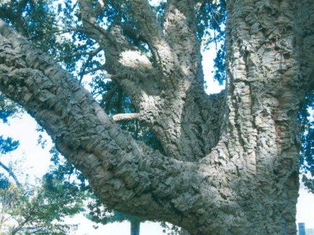 T12090 Quercus suber