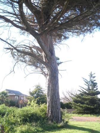 T12181 Pinus pinea