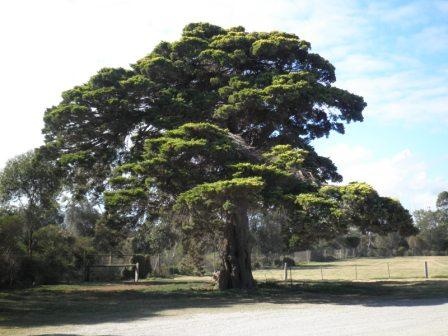 T12180 Hesperocyparis macrocarpa 'Horizontalis Aurea'