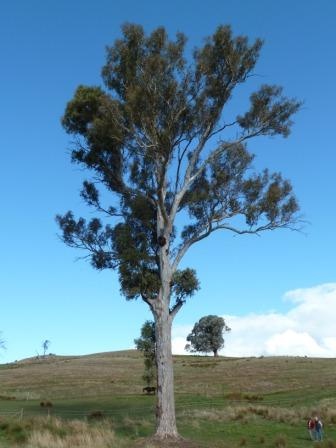 T12176 Eucalyptus blakelyi